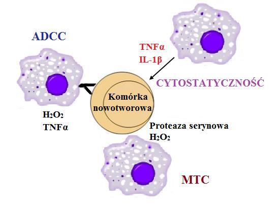 Uwalniane wówczas aktywne formy tlenu, a w szczególności H 2 O 2, wykazują efekt cytolityczny. Rola TNF oraz IFN w ADCC w warunkach in vivo nie jest jednoznacznie określona [15].
