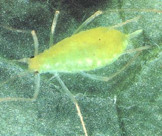 Macrosiphum euphorbiae