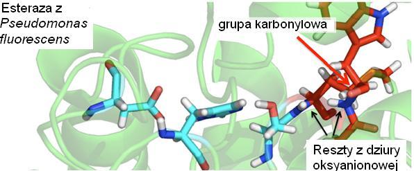 grupy alkaloidów terpenowych typu taksanów o działaniu cytostatycznym i przeciwnowotworowym oraz efavirenz, lek przeciwretrowirusowy, który zwalcza zakażenie HIV poprzez zmniejszenie liczby wirionów