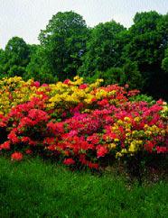 Historia Ogrodu Botanicznego Ryc. 7. Grupa mieszaƒców azalii (ogród japoƒski) Fig. 7. A group of azalea hybrids. Fot. W. Maliƒski lekcji roêlin egzotycznych rozpocz a si w okresie I wojny Êwiatowej.