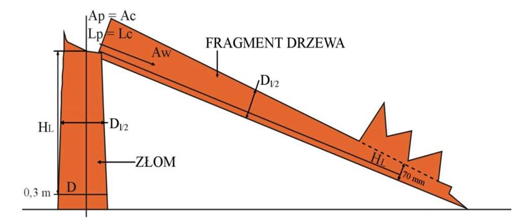 Zasady pomiaru drzew martwych Cechy rejestrowane dla drzew martwych: