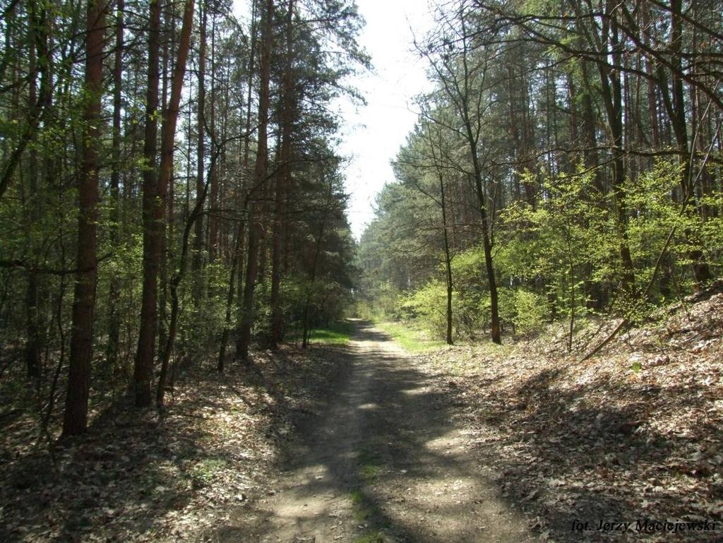 Dochodzimy do szosy za rozwidleniem dróg wchodzimy na polna drogę, skręcamy w lewo, w kierunku widocznego w dali lasu i niewielkiego wzgórza.