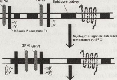 Fosforylacja receptora FcyRIIa jest kontrolowana przez ligand, który warunkuje formowanie błonowych tratw [40], Ptdlns(4,5)P2 Ptdlns(3,4)P2 Ptdlns(3,4,5)P3 PtdOH W błonie płytek krwi występuje kilka