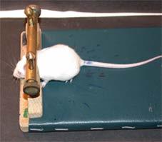 grupa warunkowana (n = 10) myszy poddane procedurze warunkowania klasycznego z wykorzystaniem stymulacji wibrys (bodziec warunkowy sparowany z bodźcem