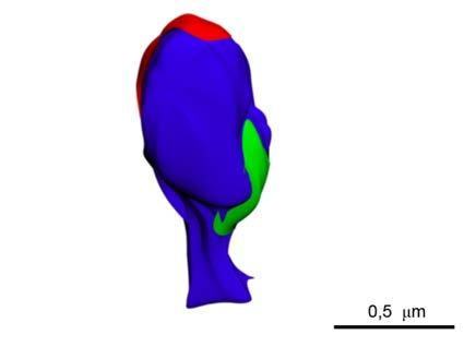 ± 5 nm) obrazujące morfologię dwusynaptycznych kolców dendrytycznych (kolor niebieski) z
