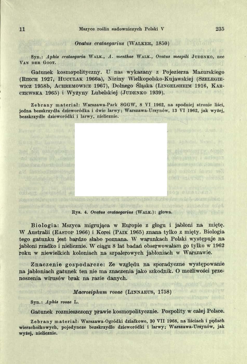 11 Mszyce roślin sadowniczych Polski V 235 Ovatus crataegarius ( W a lk e k, 1850) Syn.: Aphis crataegaria W a l k., A. menthae W a l k., Ovatus mespili J u d e n k o, n e c V a n d e r G o o t.