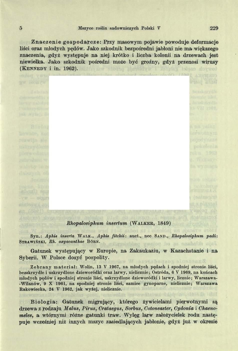 5 Mszyce roślin sadowniczych Polski V 229 Znaczenie gospodarcze: Przy masowym pojawię powoduje deform acje liści oraz m łodych pędów.