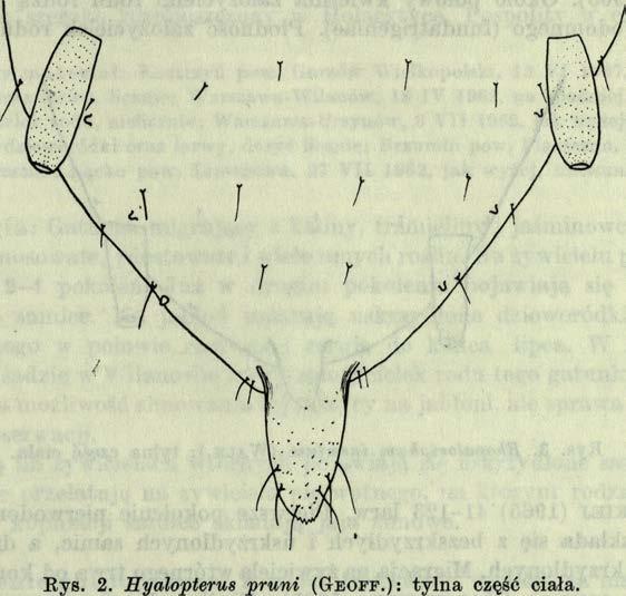 Jako szkodnik pośredni może być groźny, gdyż przenosi wirusy ( K e n n e d y i in. 1962). Kys. 2. Hyalopterus p ru n i ( G e o f f. ) : tylna część ciała.