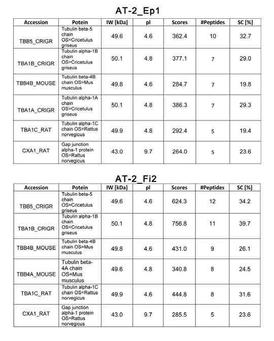 Rozdział 4. Wyniki Tabela 1. Wyniki analizy spektrometrycznej profilu białkowego komórek Ep1 i Fi2 po ko-immunoprecypitacji wiążącej frakcję związaną oddziaływaniem z Cx43.