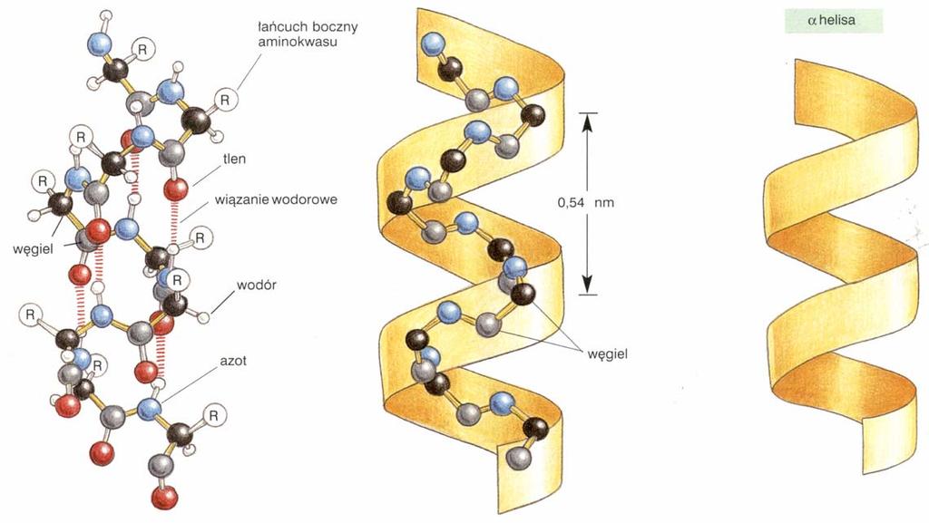 Struktury drugorzędowe Struktury drugorzędowe: α helisa (α helix) - stabilizowana
