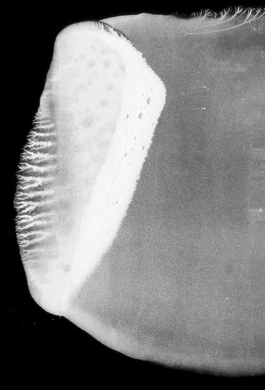 oczko 75x00 mm - ocynk