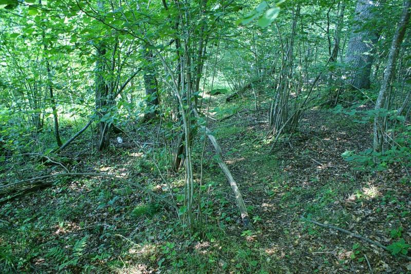 Zdjęcie fitosocjologiczne III Współrzędne: 17.028718 54.428603. Powierzchnia zdjęcia 314 m2 (koło o promieniu 10 m), nachylenie i ekspozycja 5 st.