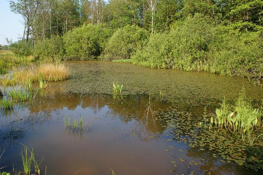 Charakterystyka najbardziej problematycznych pod względem przyrodniczym miejsc na trasie przebiegu gazociągu dn 700 8,4 MPa Gdańsk-Szczecin nie opisanych w raporcie OOŚ. 28.08.