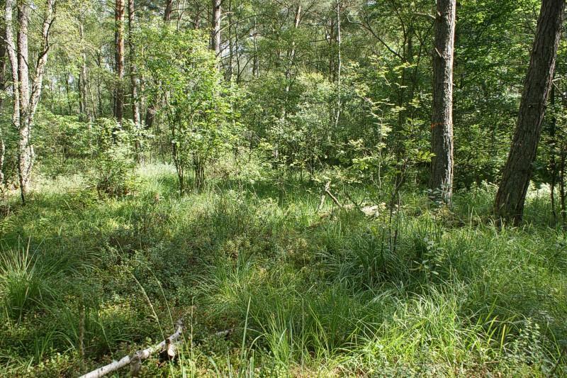 Zdjęcie fitosocjologiczne IV Współrzędne: 17.545989 54.557057. Powierzchnia zdjęcia 314 m2 (koło o promieniu 10 m), nachylenie i ekspozycja brak Zwarcie warstwy: a 60%, b 10%.