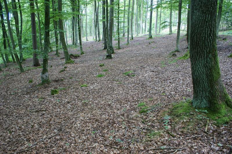 Współrzędne geograficzne środka, wys. n.p.m Powierzchnia zdjęcia, nachylenie, ekspozycja Zwarcie warstw a, b, c, d Wysoko warstw a, b, c, d Jednostka fitosocjologiczna Zdjęcie fitosocjologiczne II Współrzędne: 18.