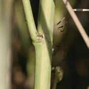 Sclerotinia sclerotiorum zgnilizna