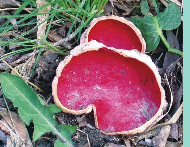 Chrońmy Przyr. Ojcz. rocznik 65, zeszyt 2, 2009. Sacc. 1889 (Chmiel 2006), która jednak ma niejasny status taksonomiczny i obecnie nie jest akceptowanym gatunkiem (Baral 2004).