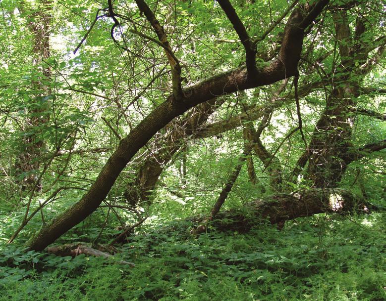 Chrońmy Przyr. Ojcz. rocznik 65, zeszyt 2, 2009.