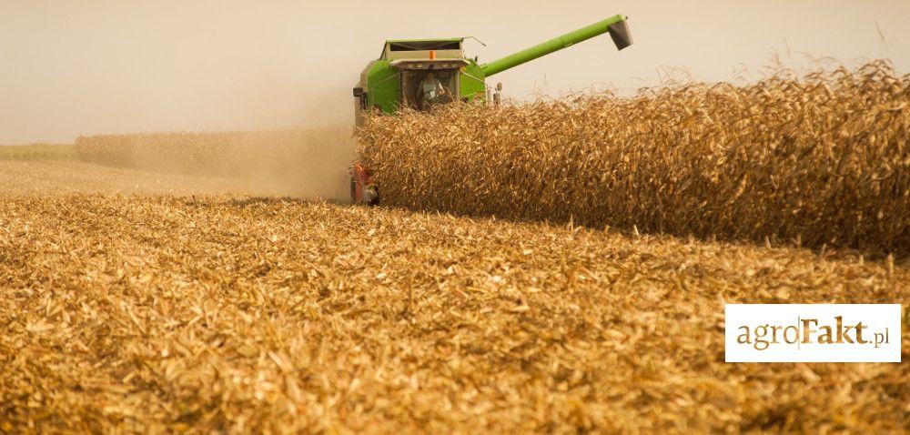 .pl https://www..pl W jakiej formie sprzedać ziarno kukurydzy: mokre czy suche?