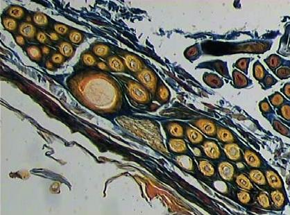 Histomorphometric characteristics of the integumentary... 569 Fig. 2.
