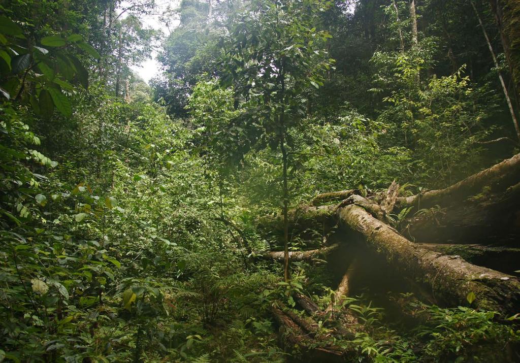 jw Sabah, Borneo (Malezja)