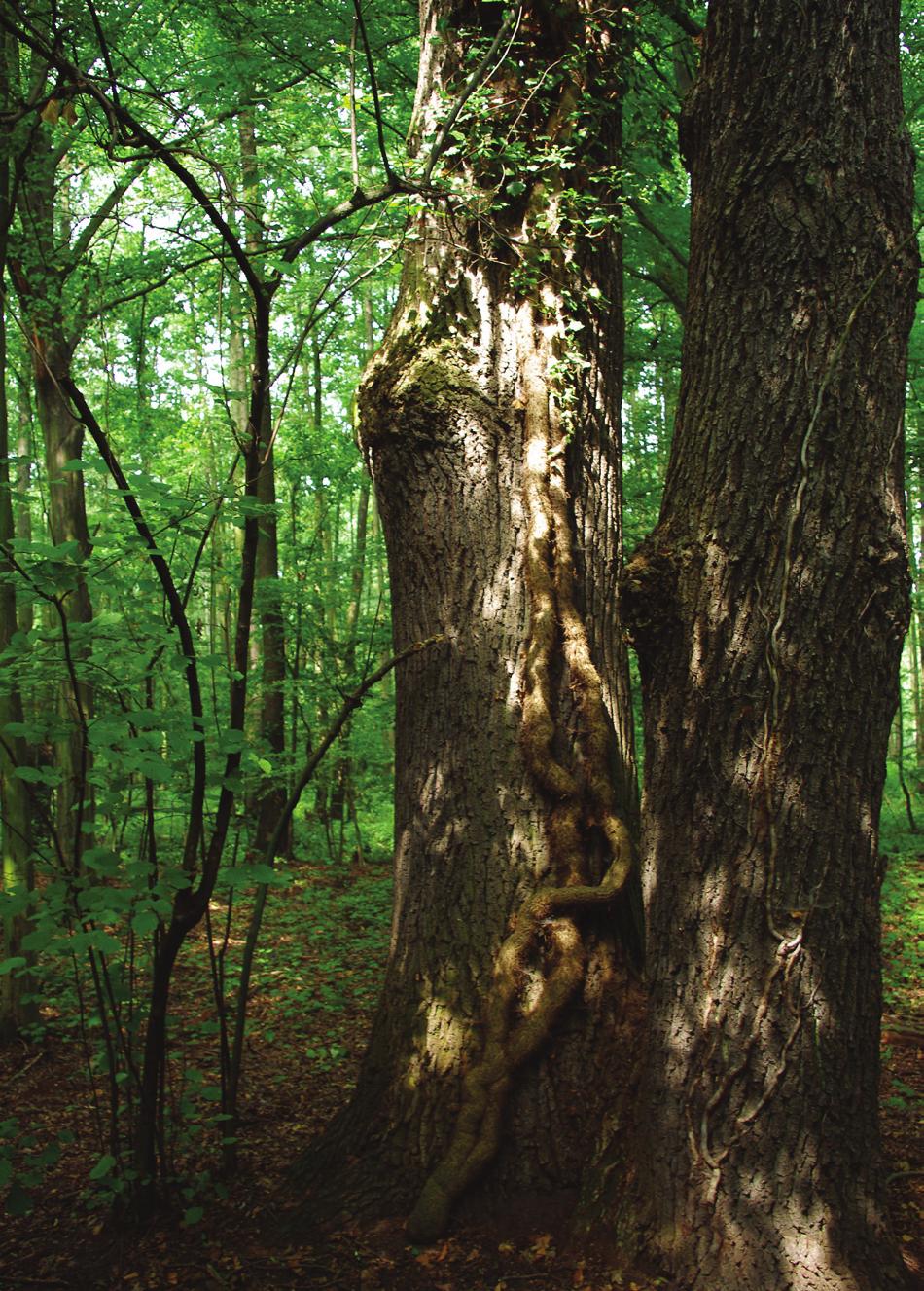 Szypuła). Jemielno k. Wińska [XT00], 19.08.2004., na światło, leg. A.M. (1 f); Wrocław Sępolno [XS46], 30.08.2007., działka przy ul.