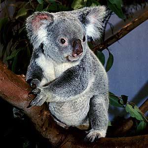 Miś koala