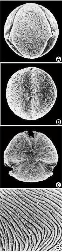 6 L. Bednorz, T. Fujiki, M. Makohonienko S. hybrida S. mougeotti Fig. 2. Outline of pollen grains of S.