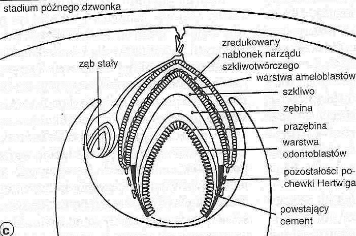 Tworzenie zawiązków zębów w okresie dzwonu tk.