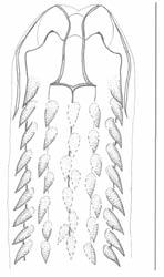 Occurrence of Tetrameres spinosa (Maplestone, 1931) Baylis, 1939... 121 the means of intensivity in Table 2. The research results therefore indicate, that in Europe T.