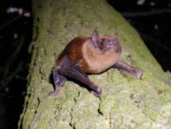 Systematyka gatunku: Gromada: Ssaki Mammalia Rząd: toperze Chiroptera Rodzina: Mroczkowate Vespertilionidae Rysunek 7 Przykładowe zdjęcie gatunku borowiec wielki yctalus noctula autor. B.