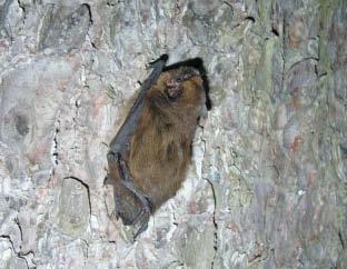 Karlik większy Pipistrellus nathusii PI Systematyka gatunku: Gromada: Ssaki Mammalia Rząd: toperze Chiroptera Rodzina: Mroczkowate Vespertilionidae Rysunek 10 Przykładowe zdjęcie gatunku karlik