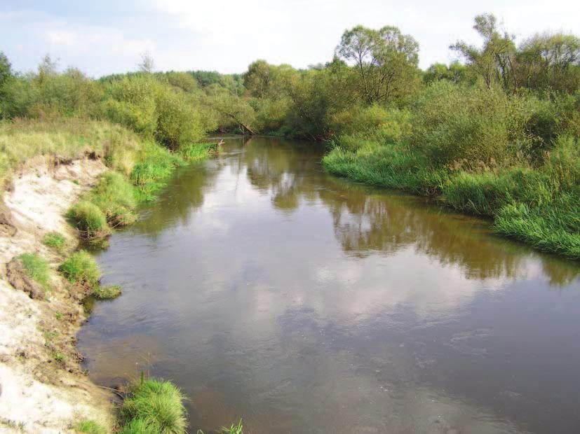 4 Odonatrix 2(Supl. 1), pa dziernik 2006 Fot. 3.