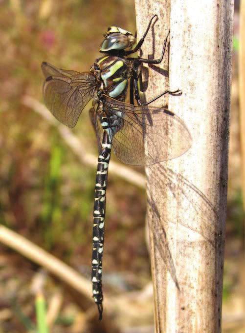8 Odonatrix 2(Supl. 1), pa dziernik 2006 Tab. 1, Ci g dalszy. Tab. 1, Continued. Gatunek Species Stanowisko Locality 1 2 3 4 5 6 7 8 9 10 11 12 13 14 15 35. Sympetrum sanguineum (O.F. Müll.) 36. S. striolatum (Charp.