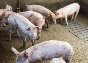 .pl https://www..pl Jak obliczyć indeks ocierania świń (RI)? Trzeba również pamiętać, że uszkodzona skóra może być doskonałą drogą do przedostawania się innych patogenów z otoczenia.