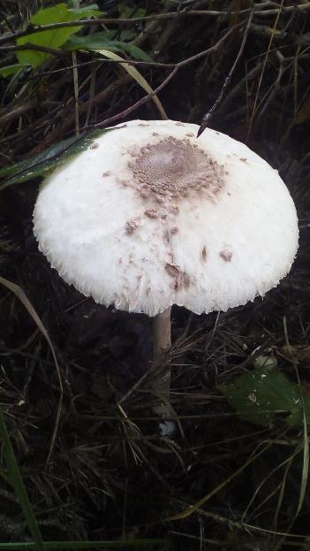 Kapelusz o średnicy 10 cm-30 cm jasnobrązowy, u młodych osobników kulisty. Następnie rozwija się niczym parasol. Powierzchnia kapelusza pokryta jest brązowymi łuskami.