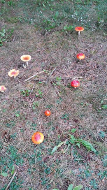 Dowiedziałam się, że ten grzyb jest jadalny, ale wtedy, gdy jego wnętrze ma kolor biały. Maja Korcyl kl. V Muchomory czerwone W lesie pod brzozami zauważyłam wiele grzybów trujących.