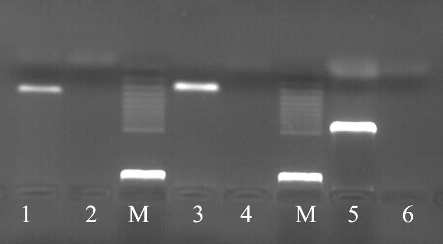 M. Natonek-Wiśniewska przypadku jest homogenizacja próbki oraz izolacja zawartego w nim DNA. Ilość i jakość otrzymanego DNA są uzależnione od rodzaju matrycy.