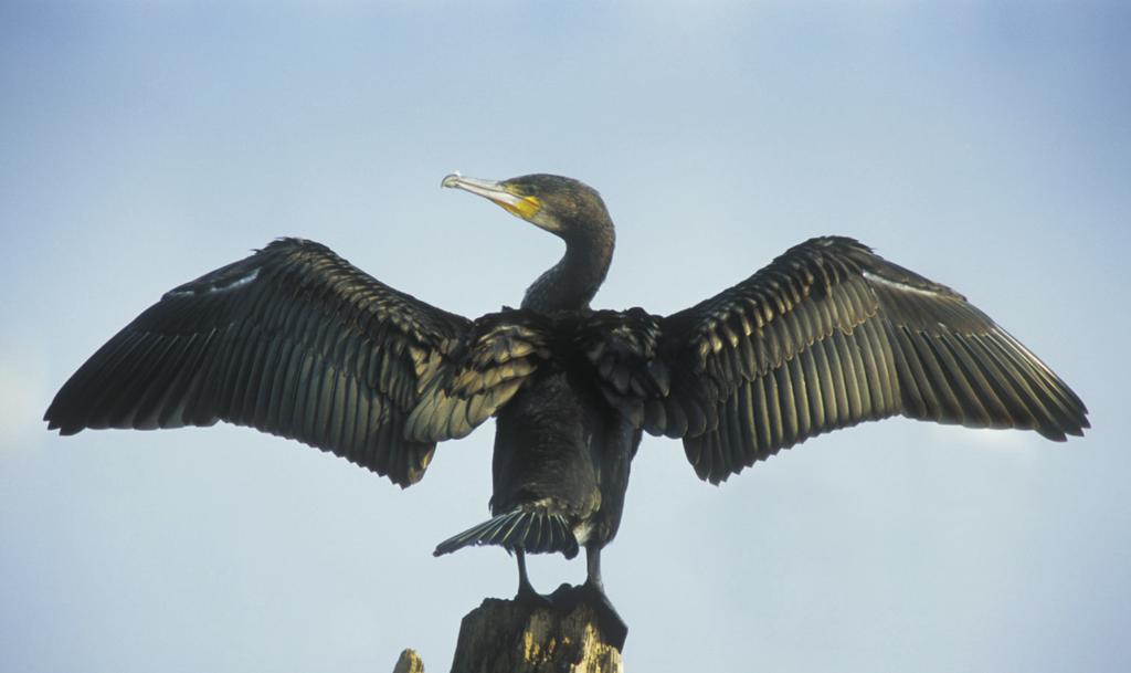 Fot. 3. Zimująca populacja kormorana Phalacrocorax carbo wykazuje znaczący wzrost wobec stanu z lat 90. (fot. M. Karetta) Photo 3.