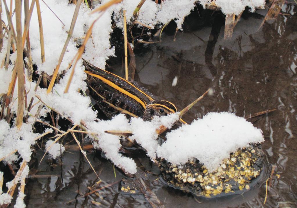 Bekasik Lymnocryptes minimus widziany podczas zimowych liczeń w styczniu 2013 na osadnikach kopalnianych w Bytomiu (fot. S.