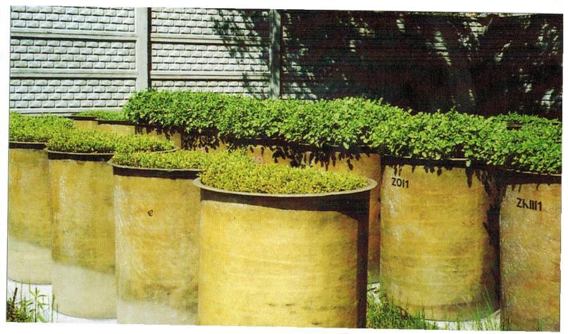Rys. 1. Plonotwórcze działanie kompostów w pierwszym roku doświadczenia (2005 r.). Na planie pierwszym kompost z Radiowa, na planie drugim kompost roślinny Fig. 1. Yield-forming effect of composts in the first year (2005) of the experiment.