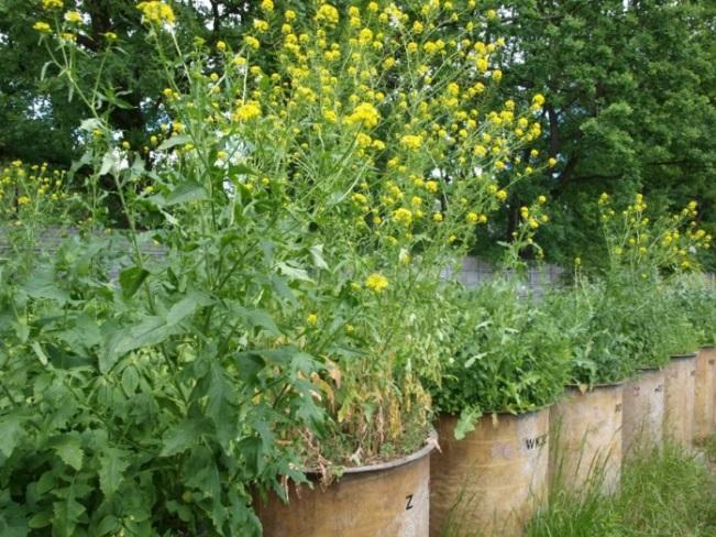 Panujący stulisz lekarski (Sisymbrium officinale) w modelu nawożonym kompostem z odpadów komunalnych Radiowo (30 maja 20