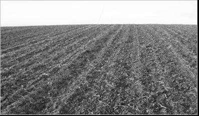 1. Field experiment with winter wheat with reduced tillage in Rogów Fot. 2.