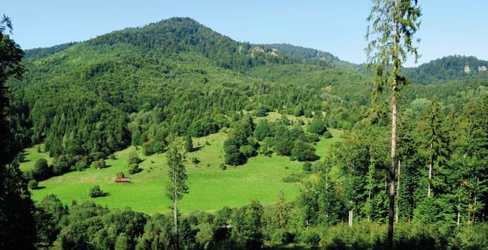 11, 2012, a 2014 nájdený úhyn jeleňov strhnutých vlkmi. V čase od 1. 3. 2014 do 28. 2. 2015 sa spolu našlo a zaevidovalo 11 uhynutých (strhnutých) jeleňov a jeden jeleň bol upytliačený, čo predstavuje 20 % z celkového plánovaného lovu jeleňov.