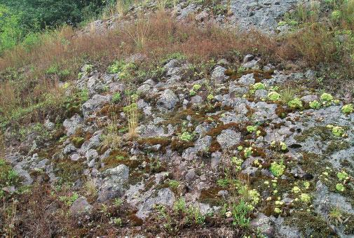 Monitoring siedlisk przyrodniczych tom trzeci Fot. 2. Pionierska murawa naskalna z okolic Raszowa w Rudawach Janowickich ( K. Reczyńska). osa, rozchodników Sedum sp.
