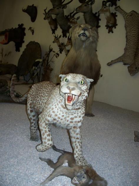 Muzeum Afryki im.