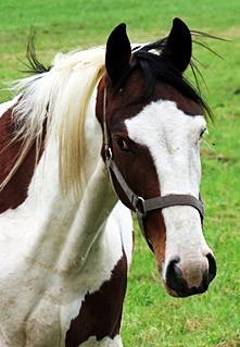 MUSLI DLA KONI SKŁAD w 1 KG HORSE 14 HORSE 11 Białko surowe % 14,5 11,5 Popiół surowy % 7,5 6,9 Włókno surowe % 7,9 `8,3 Tłuszcz surowy % 5,5 3,0 Wapń % 0,9 0,95 Lizyna % 0,73 0,51 Sód % 0,5 0,5