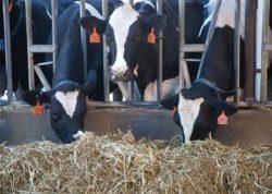 Rosną także ceny zbytu i ceny uzyskiwane w eksporcie, które stymulują wzrost produkcji przetworów mlecznych, przy dużych dostawach surowca.