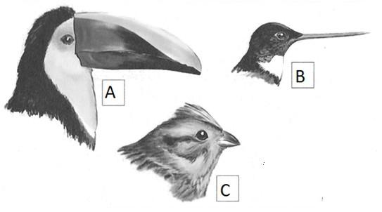 Zadanie 14 [0-6 pkt] Z punktu widzenia leśników, ptaki, zwłaszcza owadożerne, pełnią w lesie niezwykle ważną funkcję. Ptaki o wąskiej specjalizacji pokarmowej, np.