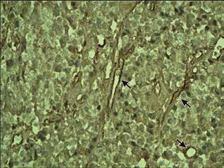 It has been found that ProTα exerts both intracellular and extracellular biological activities [2].